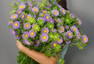 Aster violet — foto 4