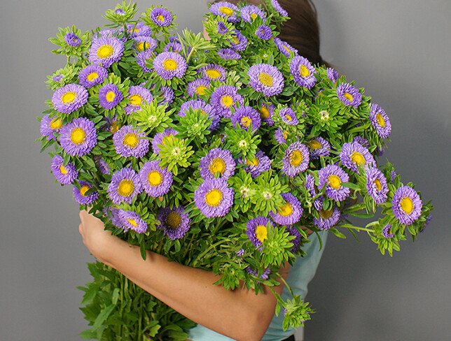 Aster violet foto