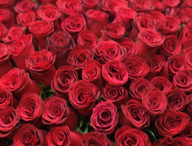 201 Red Roses, 60-70 cm (pre-order, 3 days) photo