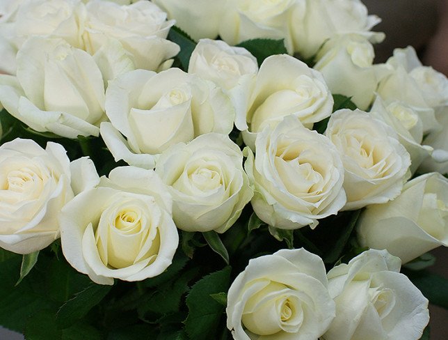 25 White roses 40 cm photo