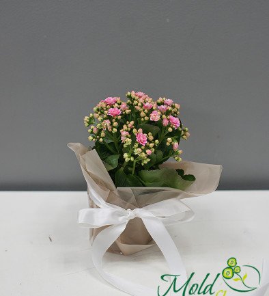 Kalanchoe pink in a pot photo 394x433