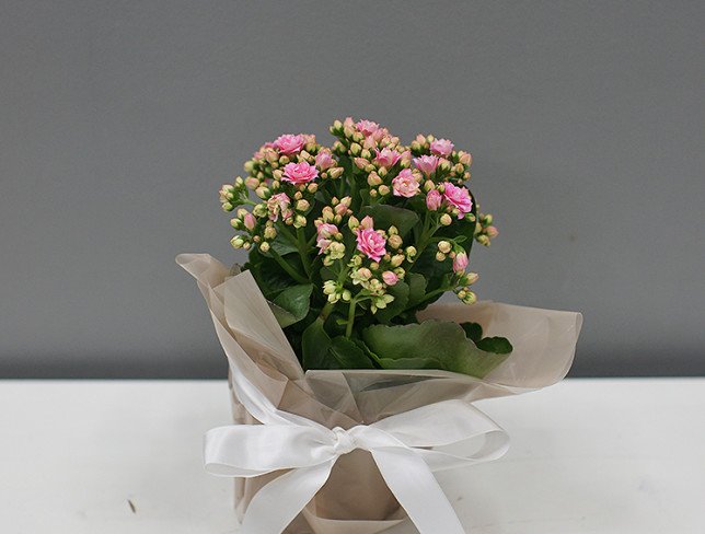 Kalanchoe pink in a pot photo