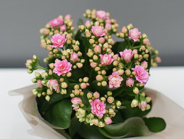 Kalanchoe pink in a pot photo