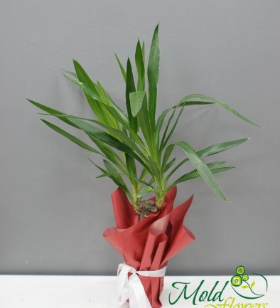 Dracena medie h=80 cm foto 394x433