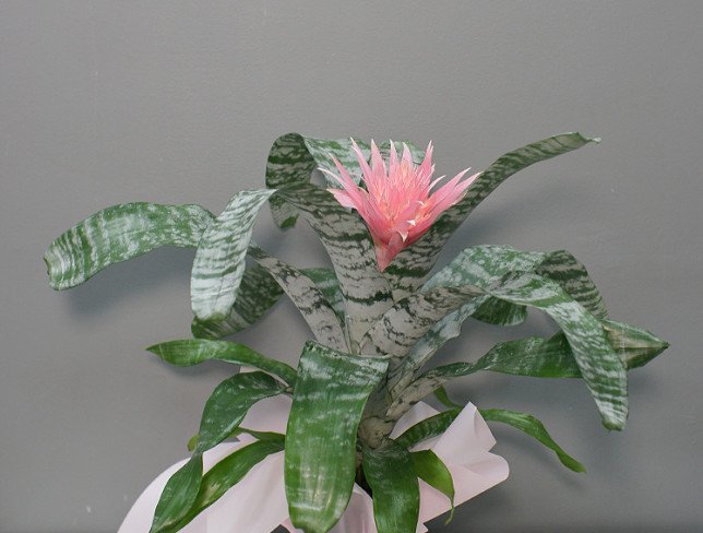 Aechmea foto