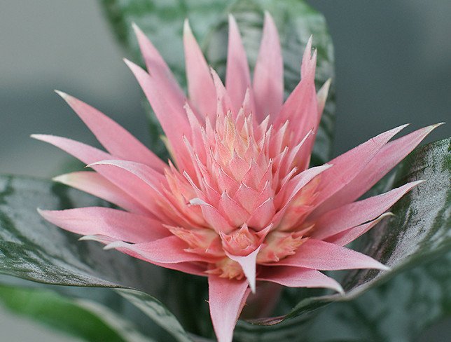 Aechmea foto