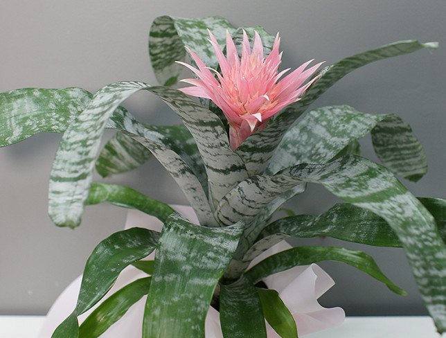 Aechmea foto