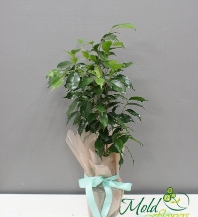 Ficus benjamina foto 394x433