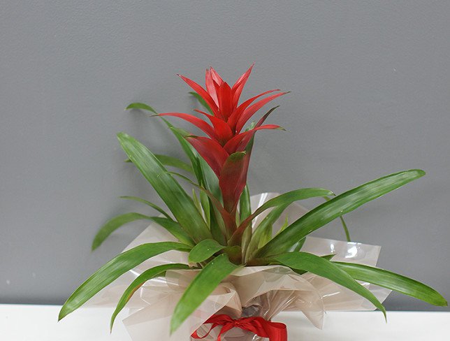 Red Guzmania photo