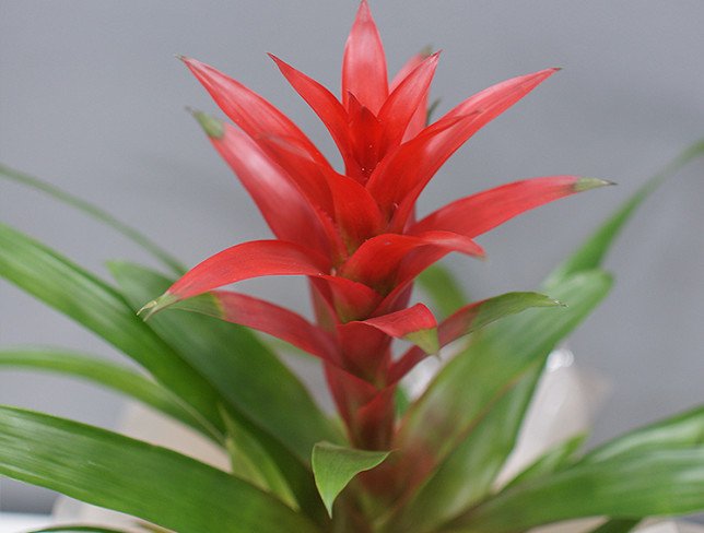 Red Guzmania photo