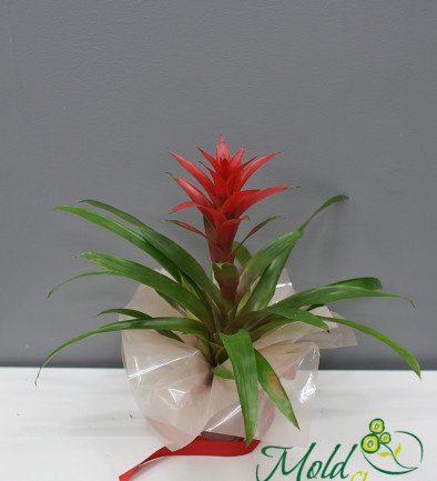 Red Guzmania photo 394x433