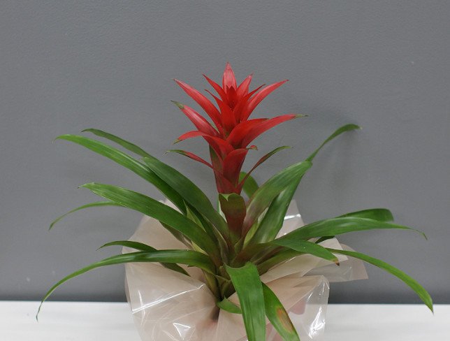 Red Guzmania photo