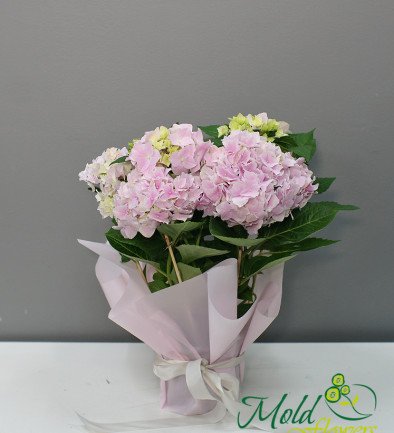 Pink Hydrangea photo 394x433