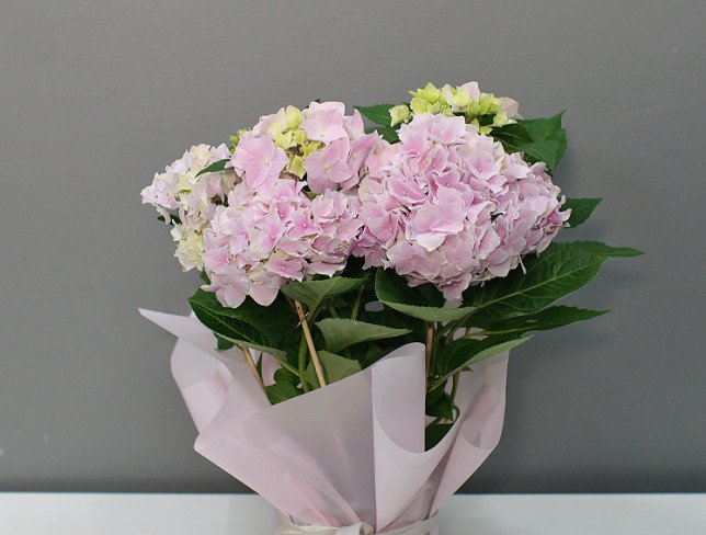 Pink hydrangeas in a pot