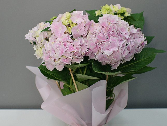 Pink hydrangeas in a pot