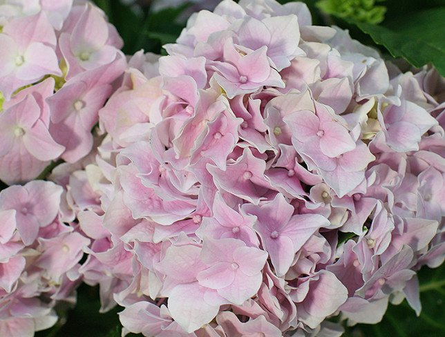 Pink hydrangeas in a pot