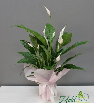 Medium Spathiphyllum h=60 cm photo 394x433