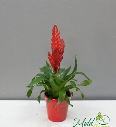 Vriesea red photo 394x433