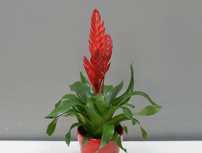 Vriesea red photo