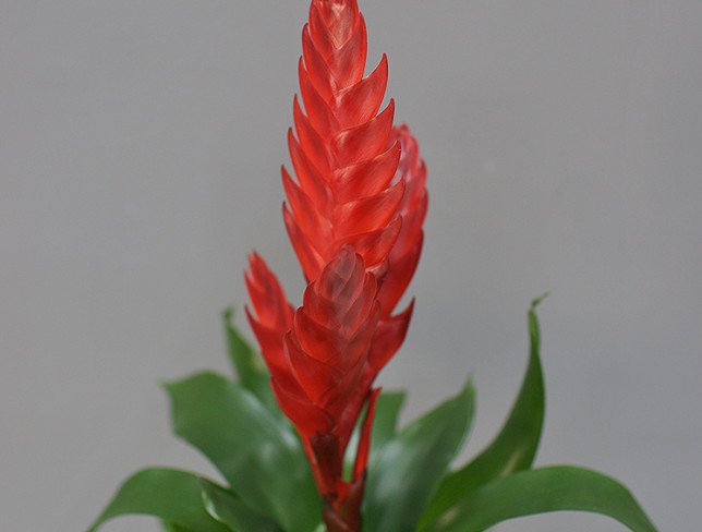 Vriesea red photo