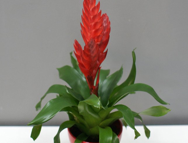 Vriesea red photo