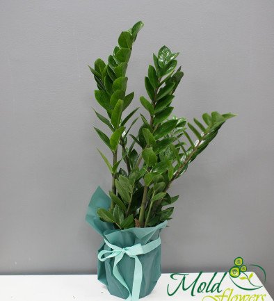 Zamioculcas h=85 cm photo 394x433