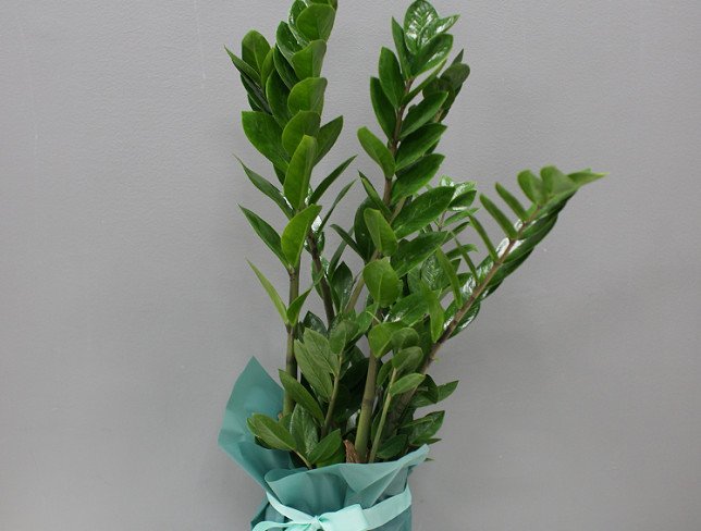 Zamioculcas h=85 cm photo