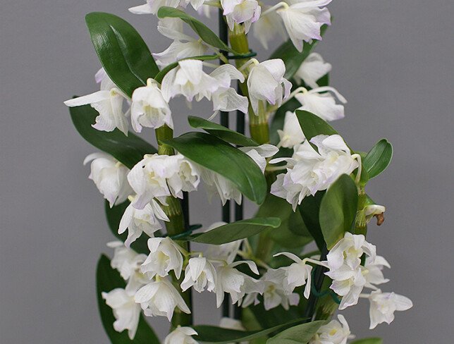 Dendrobium Orchid with 3 Branches photo