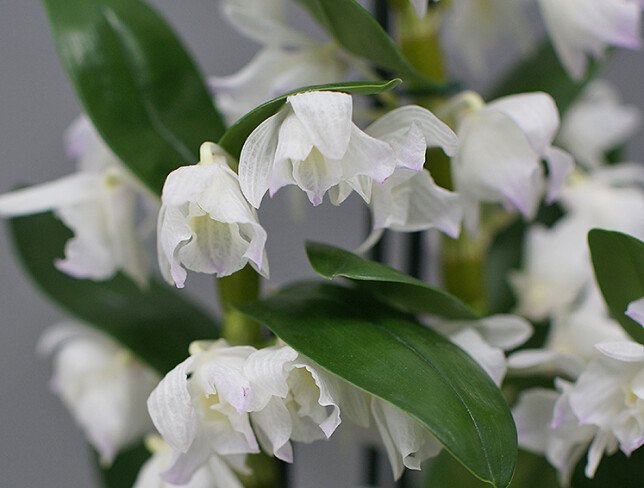 Dendrobium Orchid with 3 Branches photo