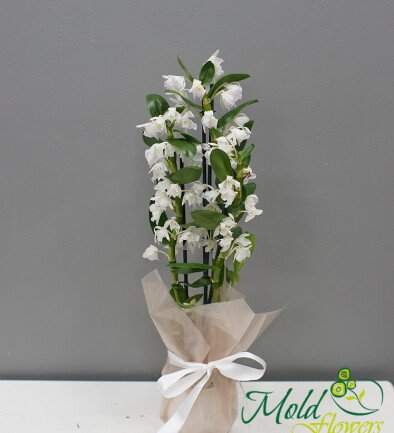 Dendrobium Orchid with 3 Branches photo 394x433