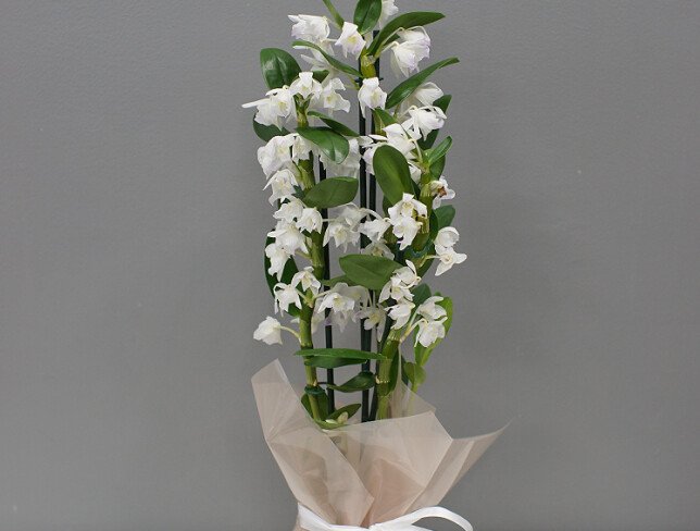 Dendrobium Orchid with 3 Branches photo
