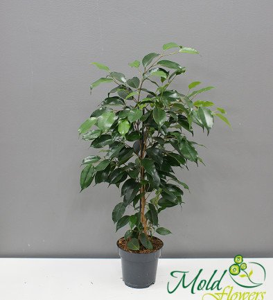 Ficus benjamina foto 394x433