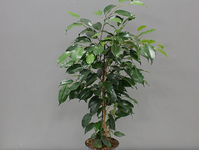 Ficus benjamina  h=70 cm foto