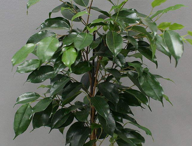 Ficus benjamina  h=70 cm foto