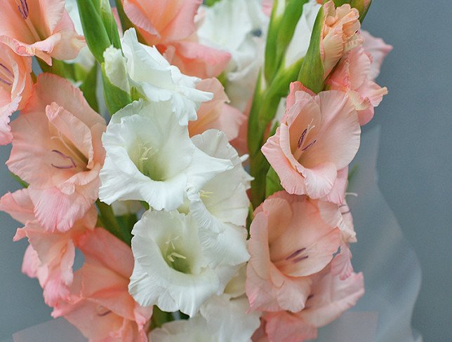 Buchet din gladiole albe și roz „Bucurie” foto