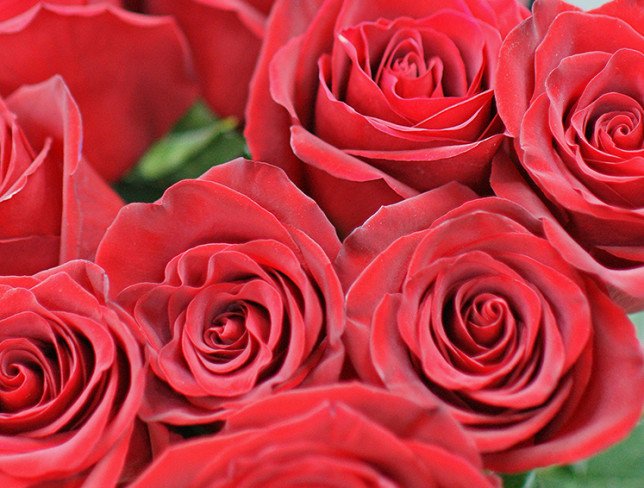 11 Premium Dutch Red Roses 80-90 cm photo