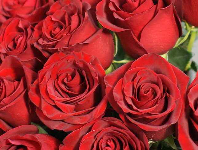 15 Premium Dutch Red Roses 80-90 cm photo