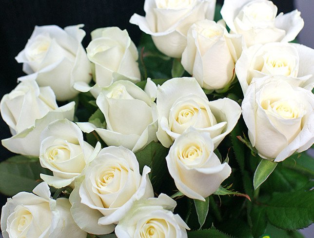 15 white roses 60-70 cm photo