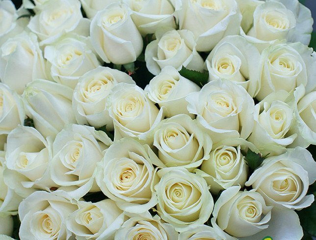 51 white roses 60-70 cm photo