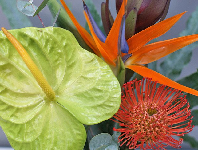 Vase + Bouquet of Strelitzia and Anthurium "Tropical Harmony" photo