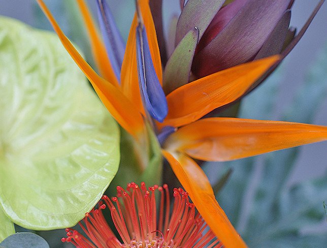 Vază + Buchet din strelitzia și anthurium "Armonie Tropicală" foto