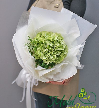 Bouquet of green hydrangea "Malachite" photo 394x433