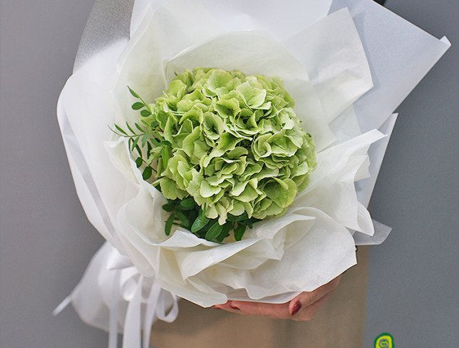 Bouquet of green hydrangea "Malachite" photo