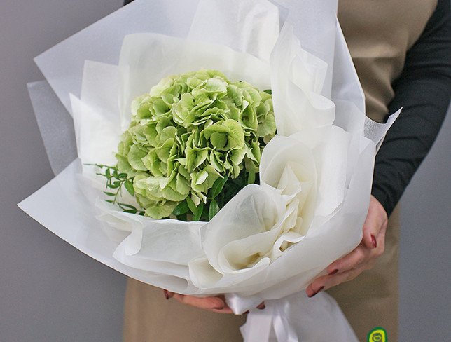 Bouquet of green hydrangea "Malachite" photo