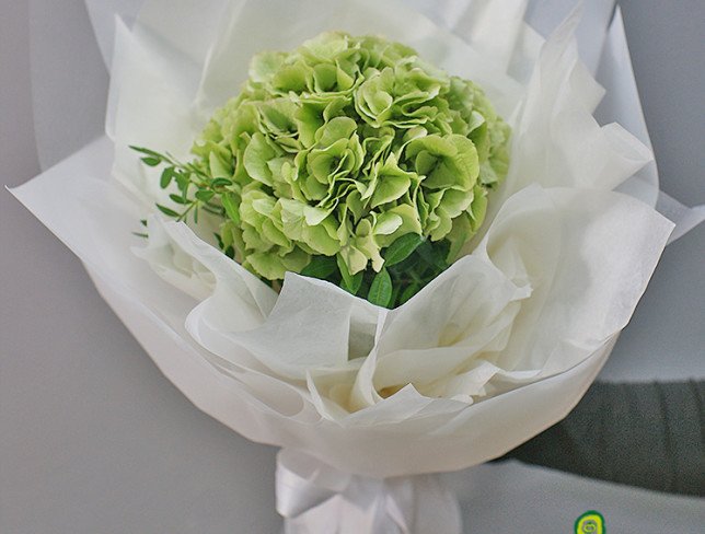 Bouquet of green hydrangea "Malachite" photo