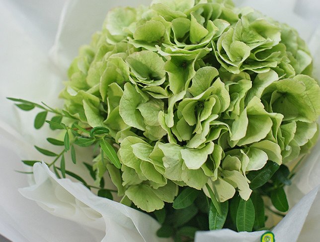 Bouquet of green hydrangea "Malachite" photo