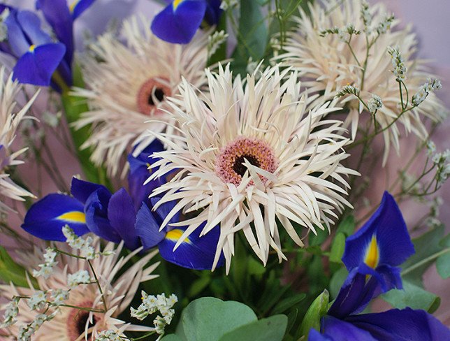 Bouquet of purple irises and gerberas photo