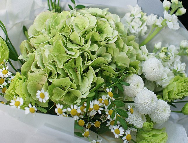 Bouquet of green hydrangea "Lime cloud" photo