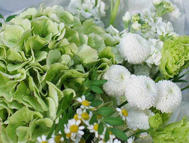 Bouquet of green hydrangea "Lime cloud" photo