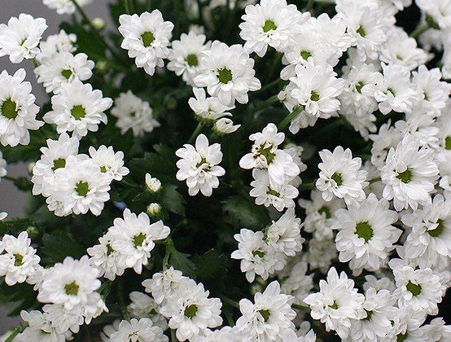 Bouquet of 15 branches of white chrysanthemums photo